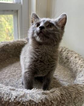 Birdie -  Domestic Short Hair Cat for Adoption in Ashland, Ohio - Birdie | PetCurious