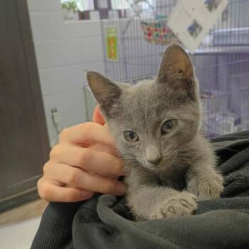 Bonnie -  Domestic Short Hair Cat for Adoption in Duncan, Oklahoma - Bonnie | PetCurious