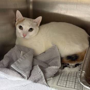 Domestic Short Hair Cats Available for Adoption in Pauls Valley, Oklahoma - Baby Jane Doe | PetCurious