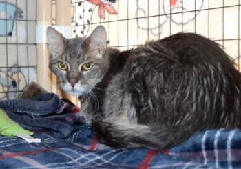 Domestic Short Hair Cats Available for Adoption - Addy Cat | PetCurious