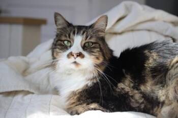 Domestic Short Hair Cats Available for Adoption in Fort Worth, Texas - Mordecai | PetCurious