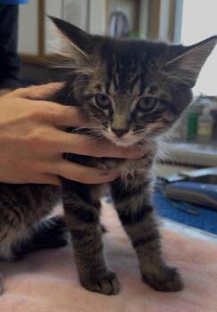 Delilah -  Domestic Short Hair Cat Available for Adoption in Glenwood, Minnesota - Delilah | PetCurious