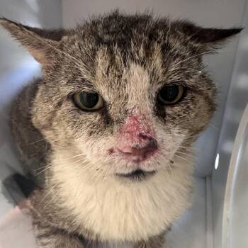 Domestic Short Hair Cats Available for Adoption in Columbiana, Alabama - Feral Jason Derulo | PetCurious