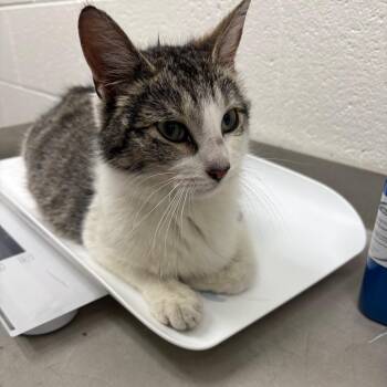 Cindy -  Domestic Short Hair Cat for Adoption in Walker, Michigan - Cindy | PetCurious