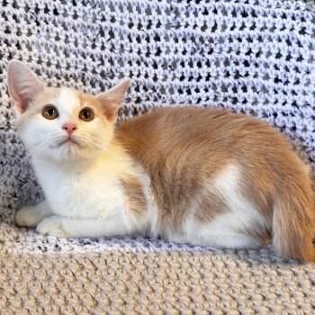 Rescue Domestic Short Hair Cats for Adoption in Mt. Juliet, Tennessee - Tokidoki | PetCurious