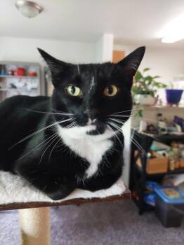 Velvet -  Domestic Short Hair Cat for Adoption - Velvet | PetCurious
