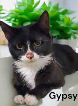 Rescue Tuxedo Cats for Adoption in Weems, Virginia - Gypsy | PetCurious