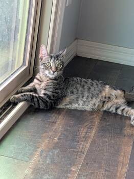 Gibson -  Domestic Short Hair Cat for Adoption in San Tan Valley, Arizona - Gibson | PetCurious
