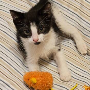 Saber -  Domestic Short Hair Cat for Adoption in Westminster, California - Saber | PetCurious