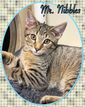 Mr. Nibbles -  Domestic Short Hair Cat for Adoption in Franklin Township, New Jersey - Mr. Nibbles | PetCurious