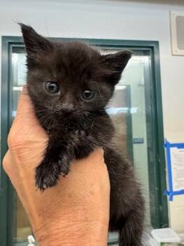 Domestic Long Hair Cats Available for Adoption in Fremont, California - A198269 | PetCurious