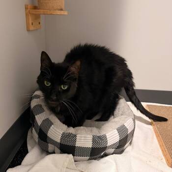 Domestic Short Hair Cats Available for Adoption - Diesel | PetCurious