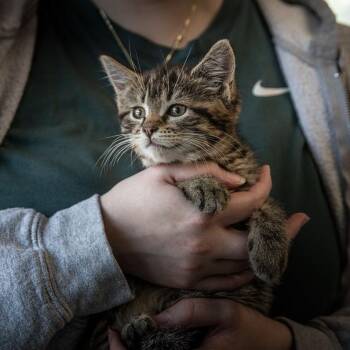 Piper -  Domestic Medium Hair Cat for Adoption in Milan, Illinois - Piper | PetCurious