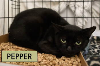 Rescue Domestic Short Hair Cats for Adoption in Greenville, Delaware - Pepper (FCID# 10/09/2025 - 55 Trainer) | PetCurious