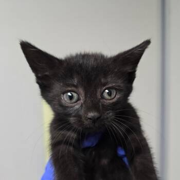 Olive -  Domestic Short Hair Cat for Adoption in Concord, North Carolina - Olive | PetCurious