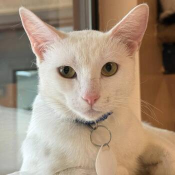Milk Jug -  Domestic Short Hair Cat for Adoption in Tucson, Arizona - Milk Jug | PetCurious