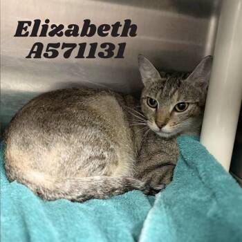 ELIZABETH -  Domestic Short Hair Cat for Adoption - ELIZABETH | PetCurious