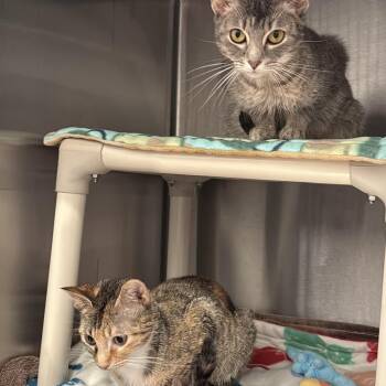 Rhapsody -  Domestic Short Hair Cat for Adoption in Evanston, Illinois - Rhapsody | PetCurious