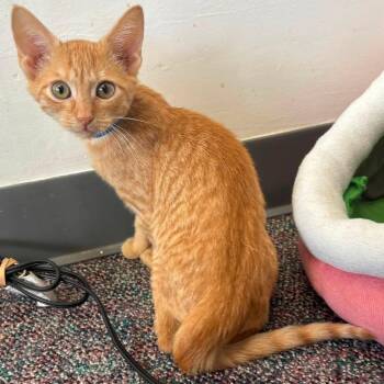 Calypso #2233 -  Domestic Short Hair Cat for Adoption in Buffalo, New York - Calypso #2233 | PetCurious