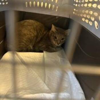 Keisha -  Domestic Short Hair Cat for Adoption in West Palm Beach, Florida - Keisha | PetCurious