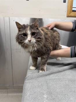 Domestic Medium Hair Cats Available for Adoption - MAURA | PetCurious