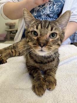 Rescue Domestic Short Hair Cats for Adoption in Fort Walton Beach, Florida - Derpy | PetCurious