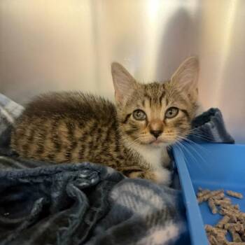 Stray - N. Main/Triangle Vet (Lynx) -  Domestic Short Hair Cat Available for Adoption in Roxboro, North Carolina - Stray - N. Main/Triangle Vet (Lynx) | PetCurious