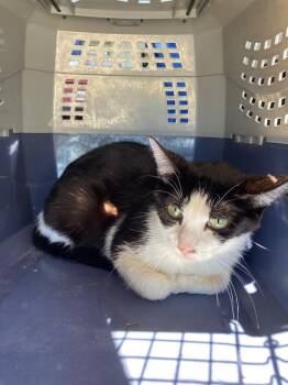 Sasha - retired momma -  Domestic Short Hair Cat for Adoption in Pierceton, Indiana - Sasha - Retired Momma | PetCurious