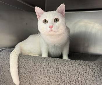 Domestic Short Hair Cats Available for Adoption - PUFF | PetCurious