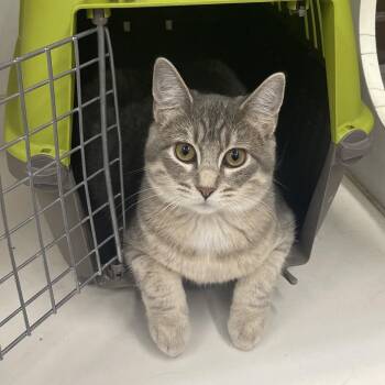 Buttercream - Golden Tabby Kitten -  Domestic Short Hair Cat for Adoption in Union, Missouri - Buttercream - Golden Tabby Kitten | PetCurious