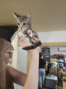 Morgana -  Domestic Short Hair Cat for Adoption in East Greenville, Pennsylvania - Morgana | PetCurious