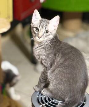 Leo -  Domestic Short Hair Cat for Adoption in North Babylon, New York - Leo | PetCurious