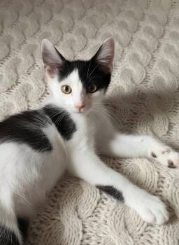 Pongo -  Domestic Short Hair Cat for Adoption in Duxbury, Massachusetts - Pongo | PetCurious