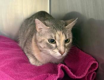Ophelia -  Domestic Short Hair Cat Available for Adoption in North Myrtle Beach, South Carolina - Ophelia | PetCurious