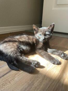 26-34 Charlie -  Domestic Short Hair Cat for Adoption in St. Helens, Oregon - 26-34 Charlie | PetCurious
