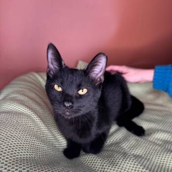 Rescue Domestic Short Hair Cats for Adoption in San Antonio, Texas - Dexter | PetCurious