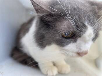 COSMO -  Domestic Long Hair Cat for Adoption in Rowlett, Texas - COSMO | PetCurious