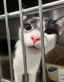 Domestic Medium Hair Cats Available for Adoption in Sugar Land, Texas - FIG | PetCurious