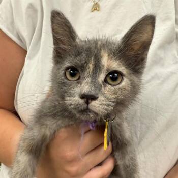 ARTEMIS -  Domestic Short Hair Cat for Adoption in St. Louis, Missouri - ARTEMIS | PetCurious