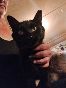 Rescue Domestic Short Hair Cats for Adoption in Kannapolis, North Carolina - Ziggy | PetCurious