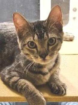 Rescue Tabby Cats for Adoption in Tulsa, Oklahoma - Cameron | PetCurious