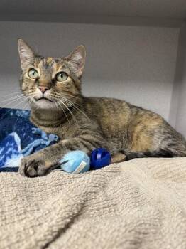 LUCKY -  Domestic Short Hair Cat for Adoption in Omaha, Nebraska - LUCKY | PetCurious