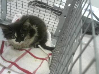 MILLIE -  Domestic Long Hair Cat for Adoption in Loveland, Colorado - MILLIE | PetCurious