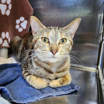 Goobert -  Domestic Short Hair Cat for Adoption in Walker, Michigan - Goobert | PetCurious