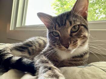 Rescue Domestic Short Hair and Tabby Cats for Adoption in Brierfield, Alabama - Rocco | PetCurious