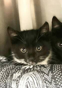 Marsha -  Domestic Short Hair Cat for Adoption in Healdsburg, California - Marsha | PetCurious