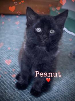 Peanut -  Domestic Long Hair Cat for Adoption in Dansville, New York - Peanut | PetCurious