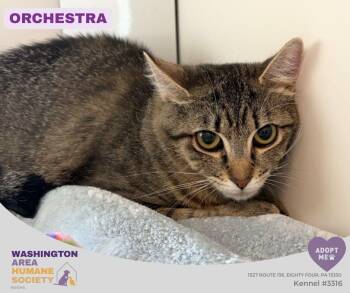 Orchestra -  Domestic Short Hair Cat for Adoption in Eighty Four, Pennsylvania - Orchestra | PetCurious