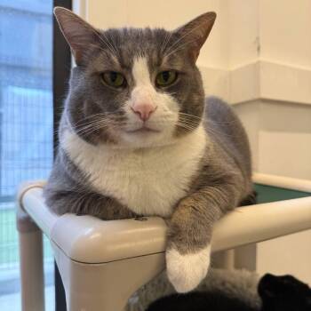 Gaston -  Domestic Short Hair Cat for Adoption in Westhampton, New York - Gaston | PetCurious