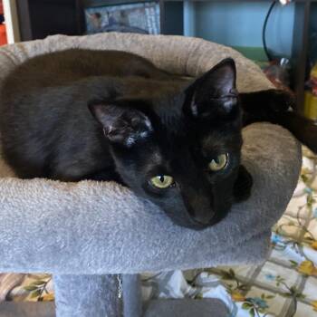 Domestic Short Hair Cats Available for Adoption - Hocus | PetCurious